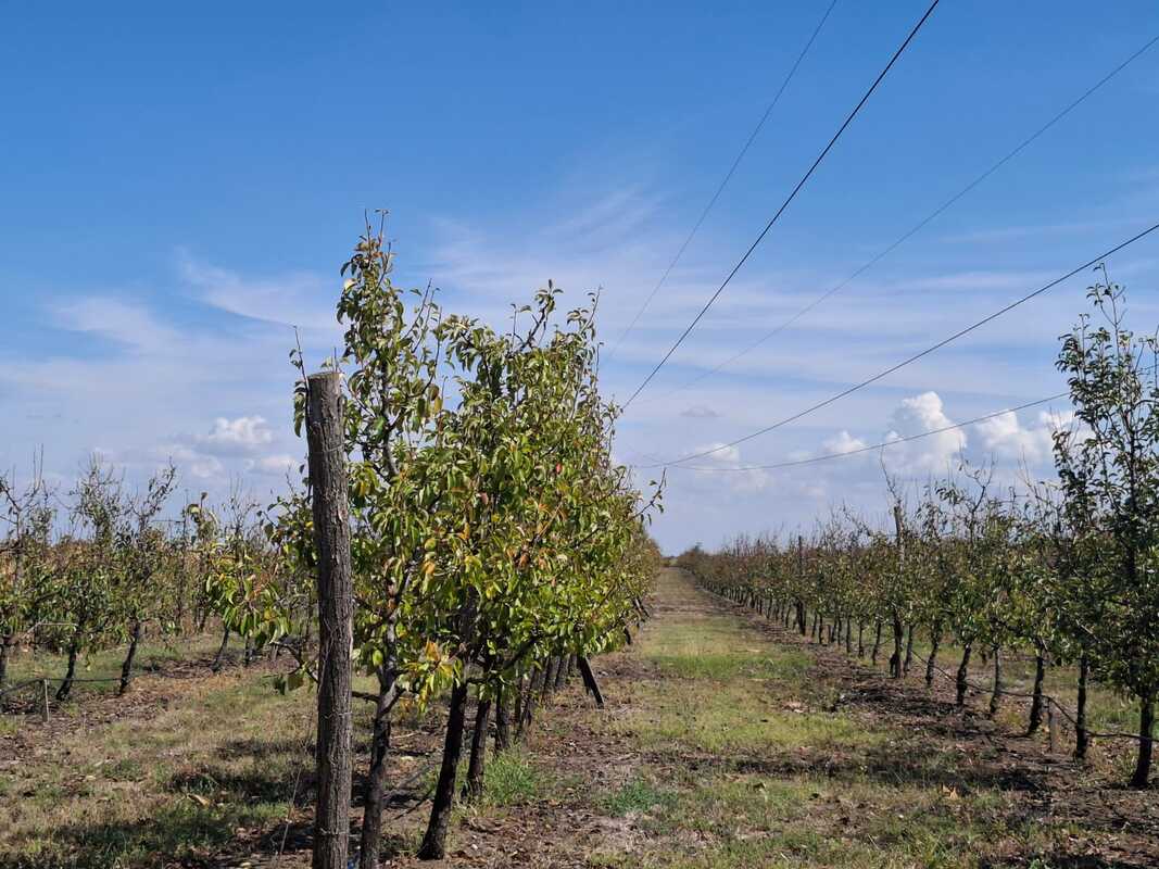 m2Gsigma nekretnine, Zrenjanin, Duvanika zemljište na prodaju, 2442