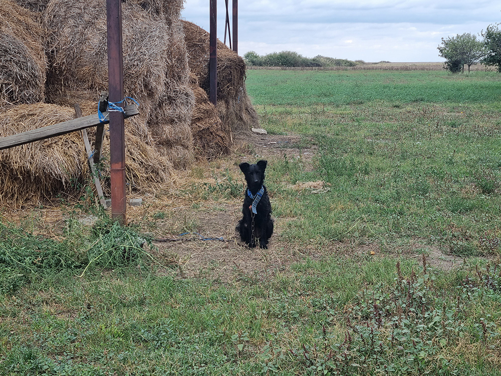 Zrenjanin nekretnine, Banatski salaši
